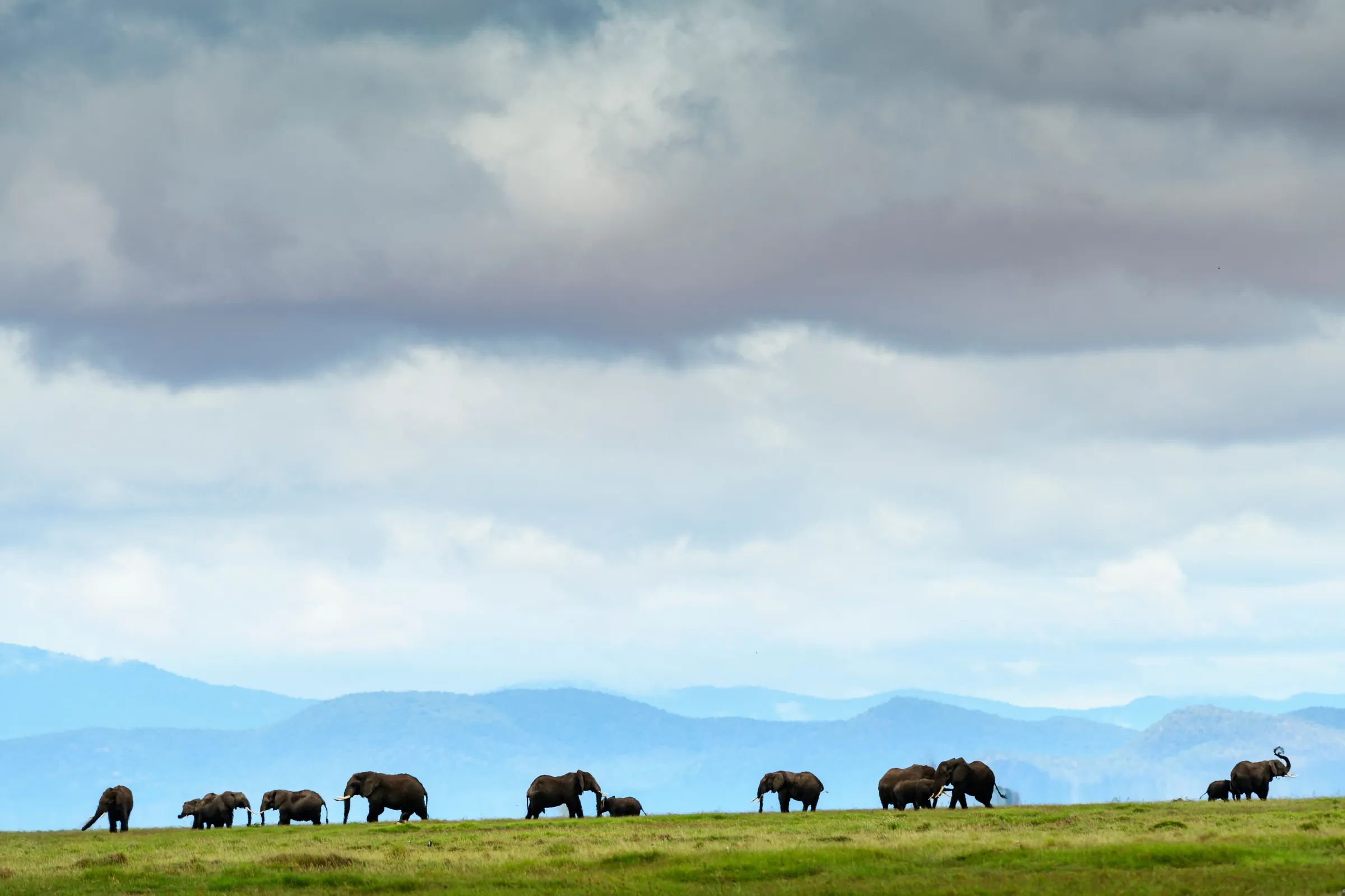 Elefantflock på rad mot blå berg i Amboseli