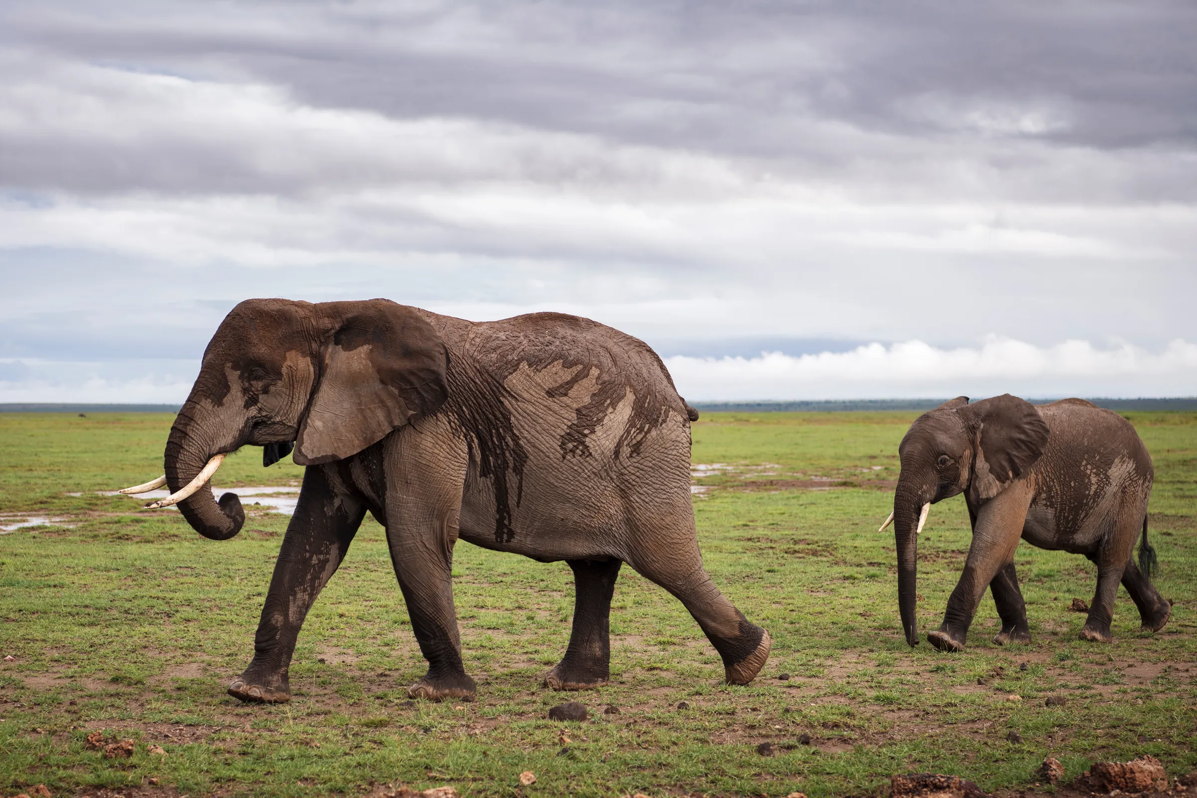 Elefantmamma med unge på grön slätt i Amboseli