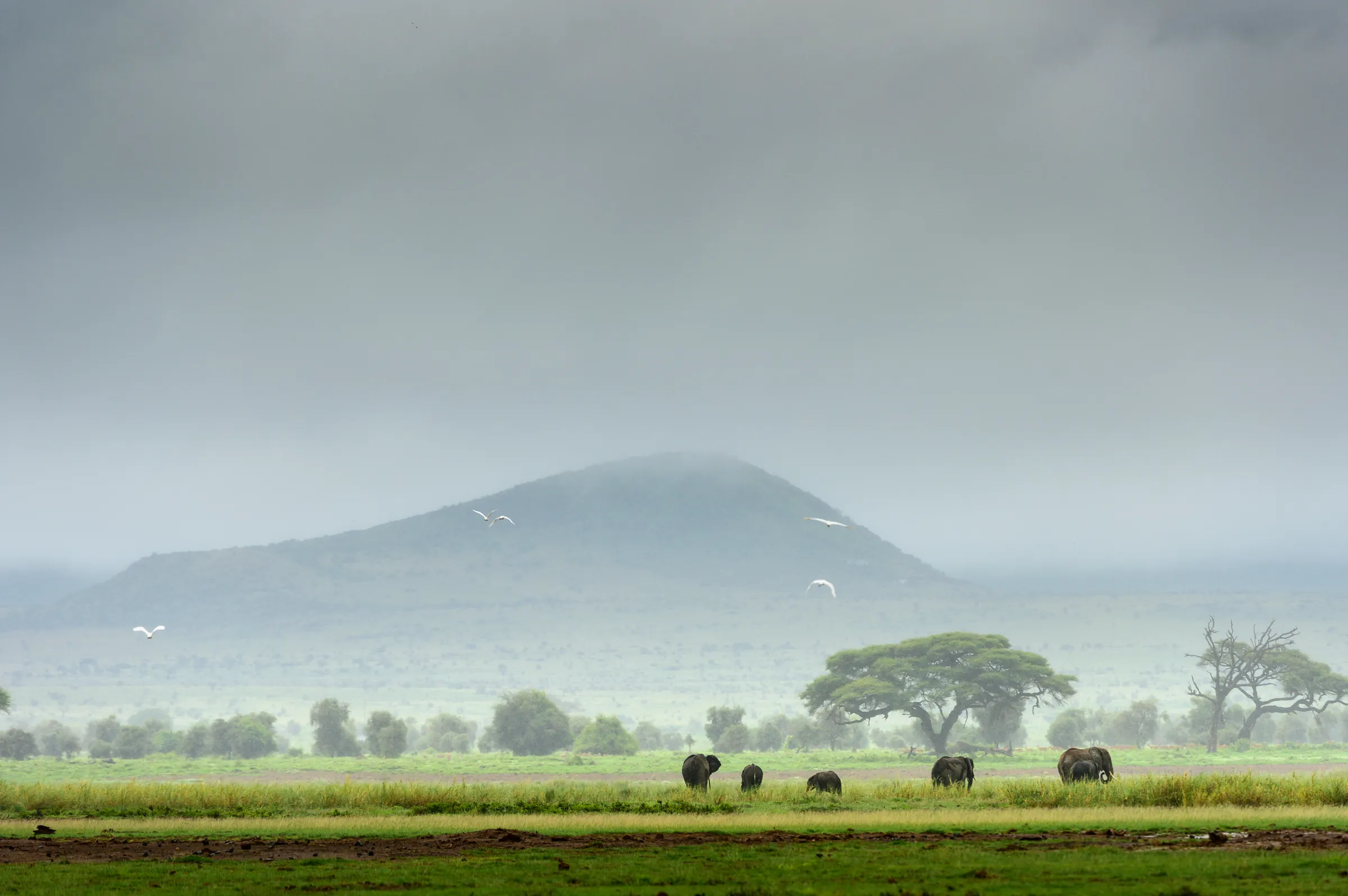 Elefanter under regntung himmel i Amboseli-ekosystemet, nära Selenkay