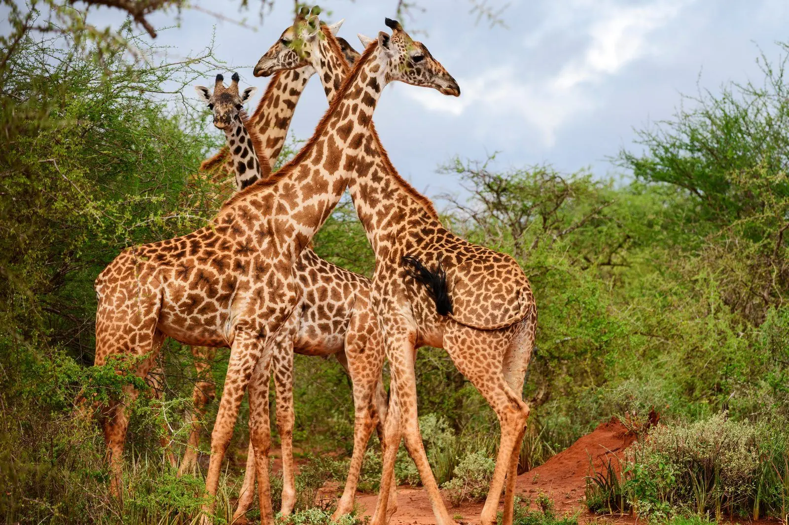Giraffer på savannen i Amboseli
