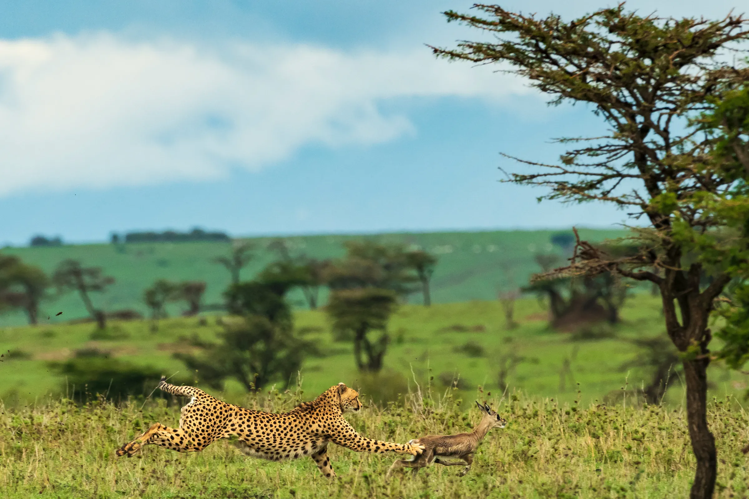 Kenya safari