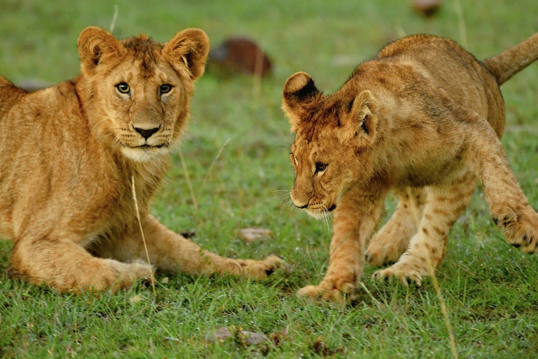 Kenya safari