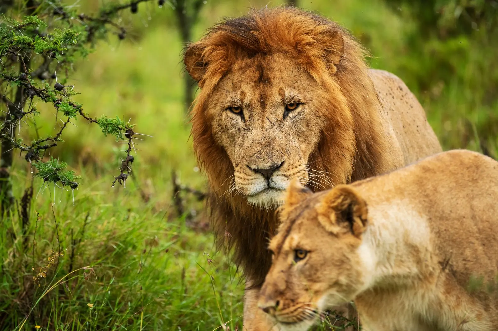 Lejonpar i högt gräs, Masai Mara