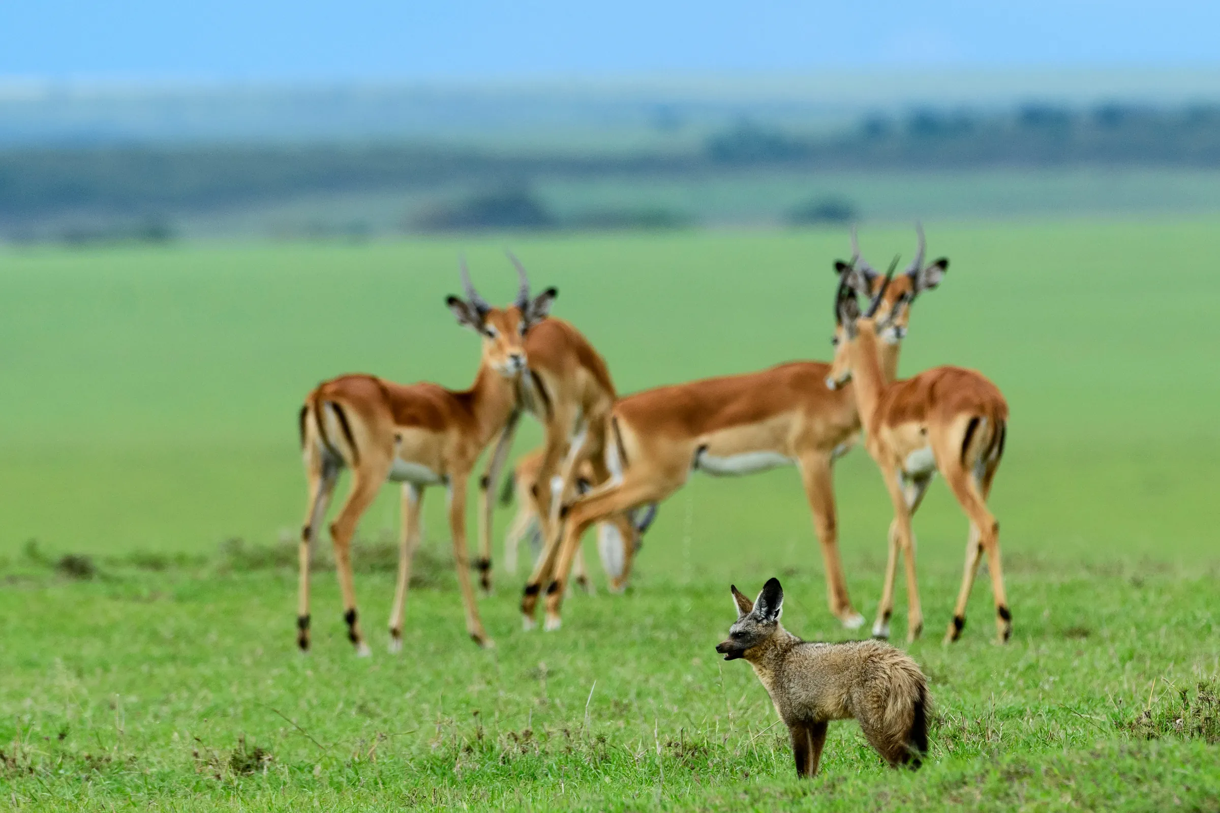 Impalor och öronräv på grön slätt i Masai Mara, Olare Motorogi