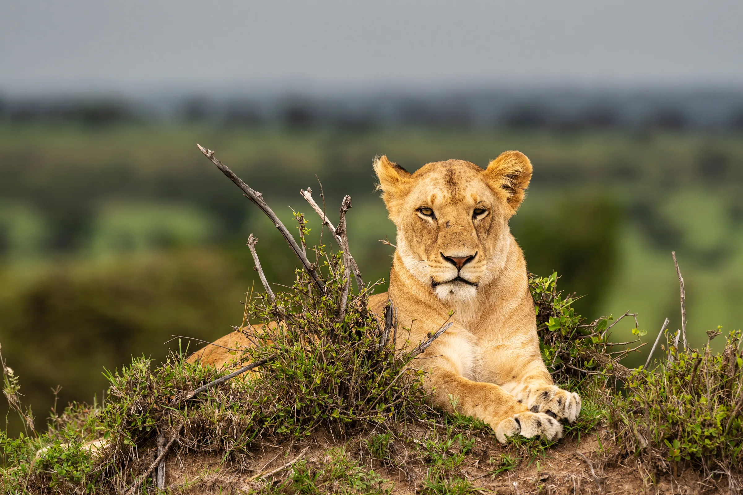 Lejon i Masai Mara