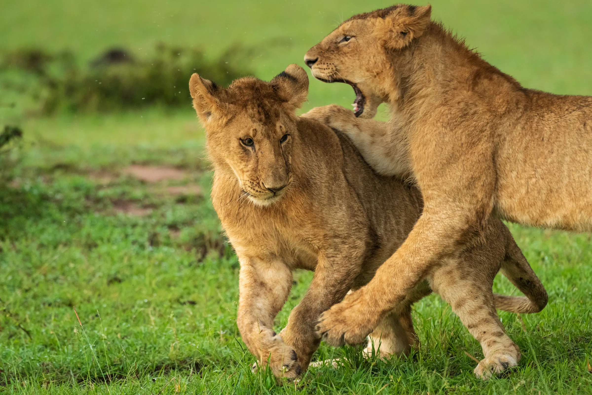 Två unga lejon leker i grönt gräs i Masai Mara, Mara Ripoi