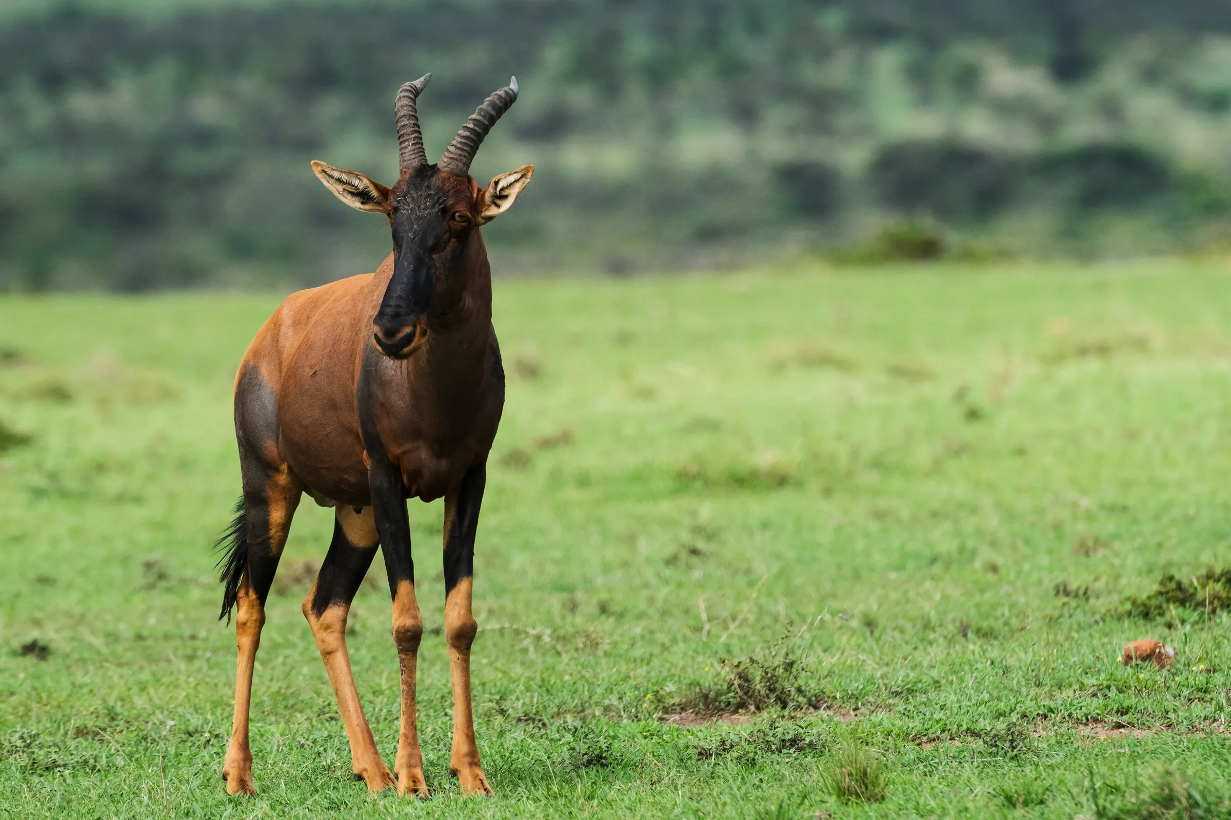 Topi på grön slätt i Masai Mara