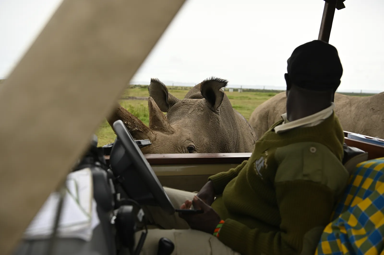 En noshörning tittar in i en öppen safaribil där guiden sitter vid ratten