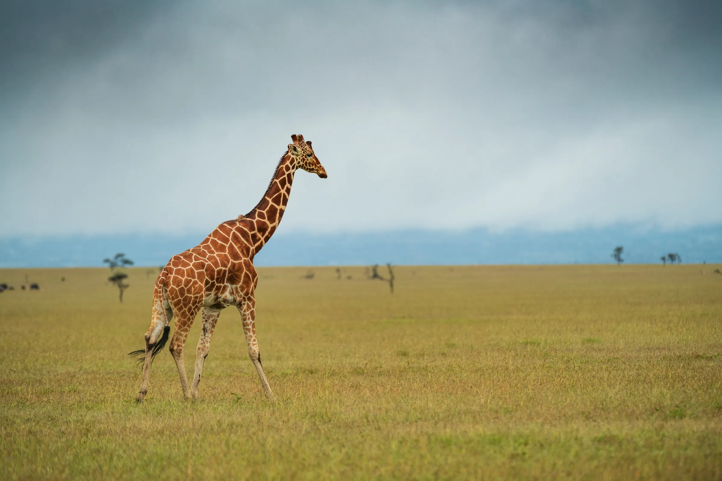 Nätgiraff på öppen slätt i Laikipia