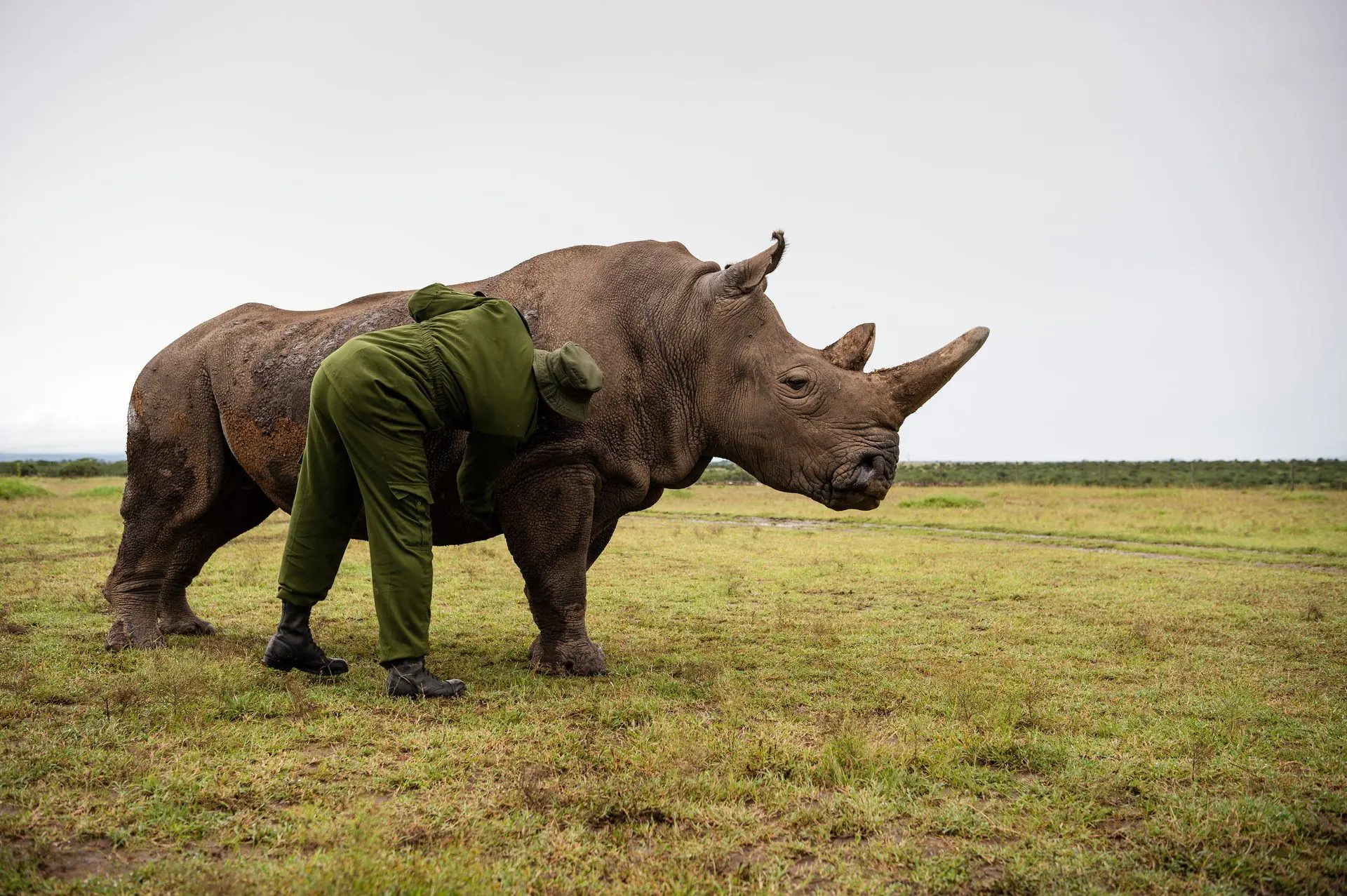 Lejonungar i Ol Pejeta
