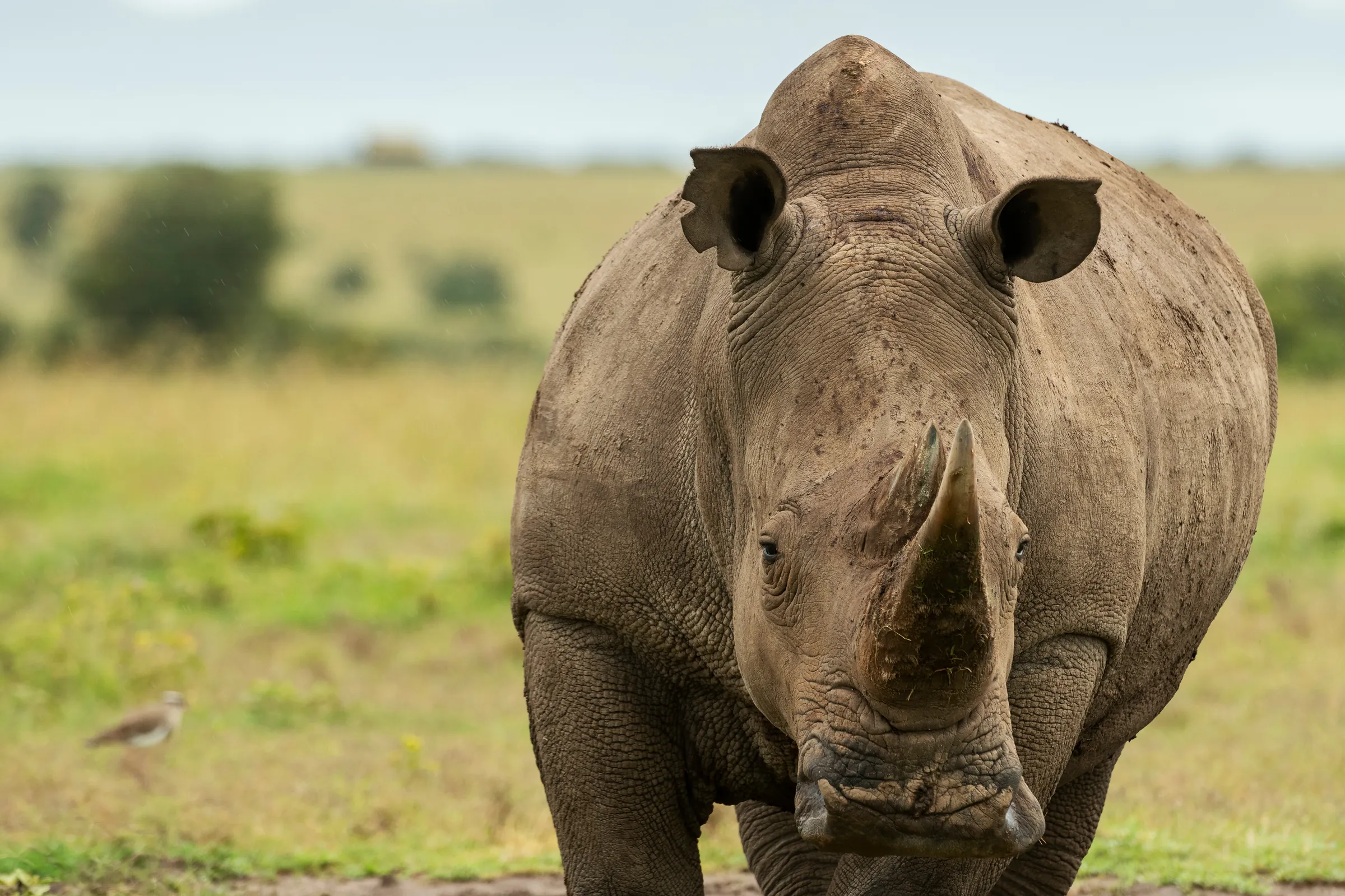 Noshörning i Ol Pejeta