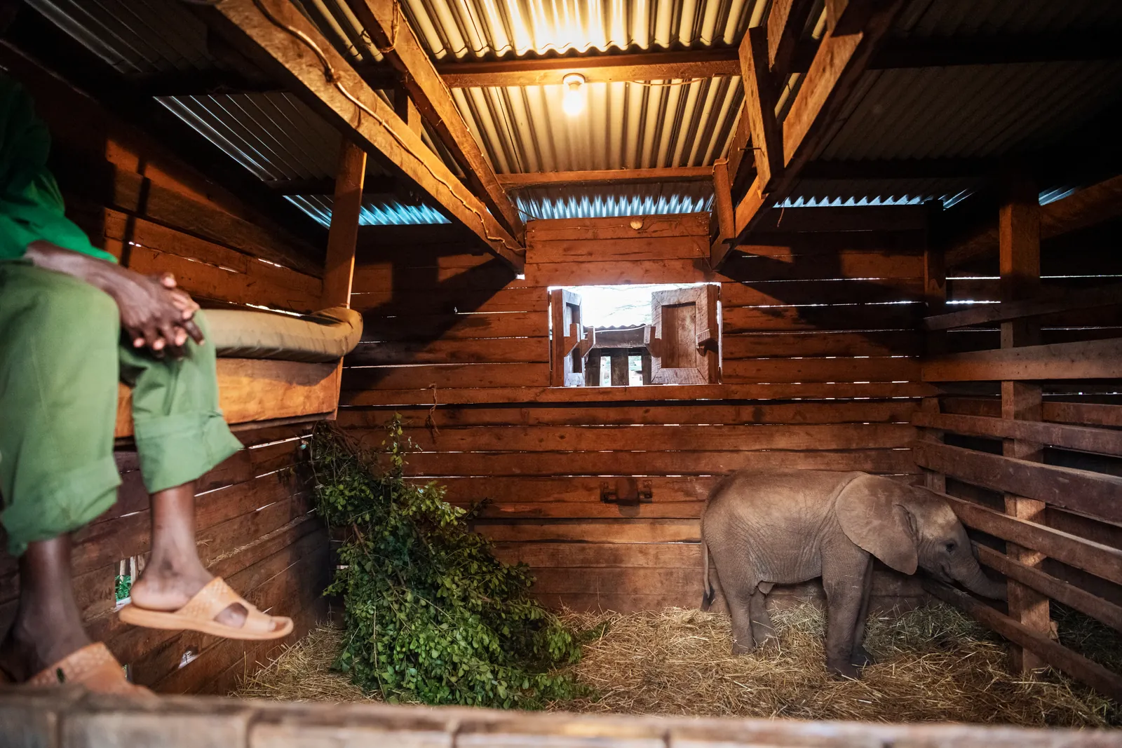 En liten elefantunge står i ett stall med hö och gröna kvistar medan en skötare sitter på en bänk
