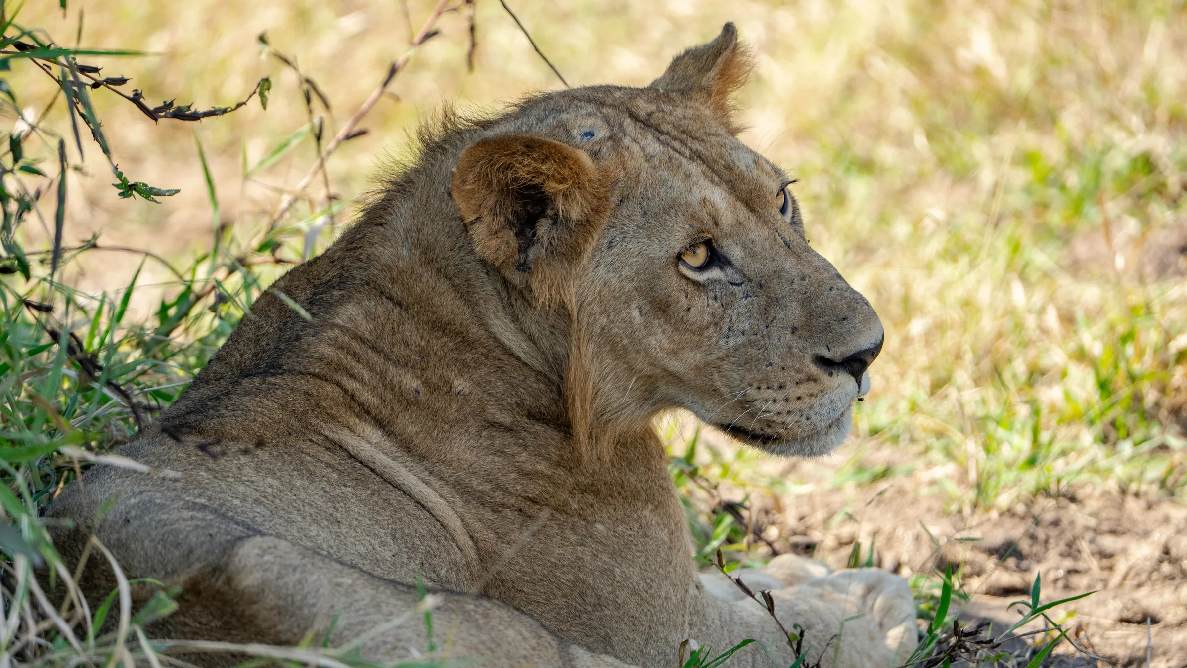 Lejon i nära porträtt på fotoresa i Tanzania