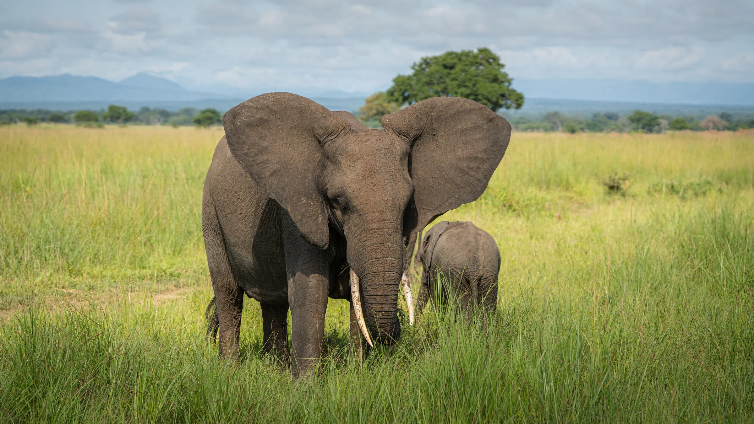 Elefant med kalv i högt gräs på safari i Tanzania