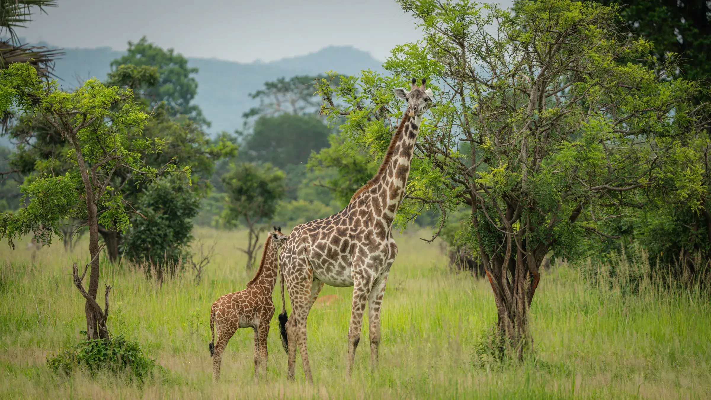 Giraff med kalv i öppet landskap i södra Tanzania