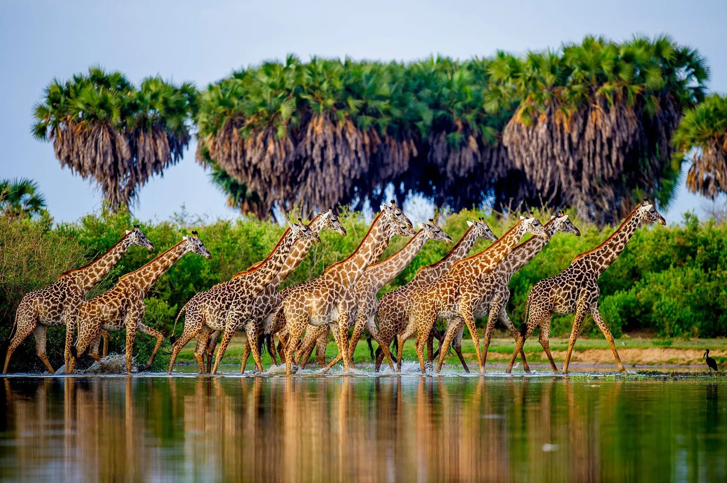 Giraffer vid vattnet i Nyerere nationalpark i södra Tanzania