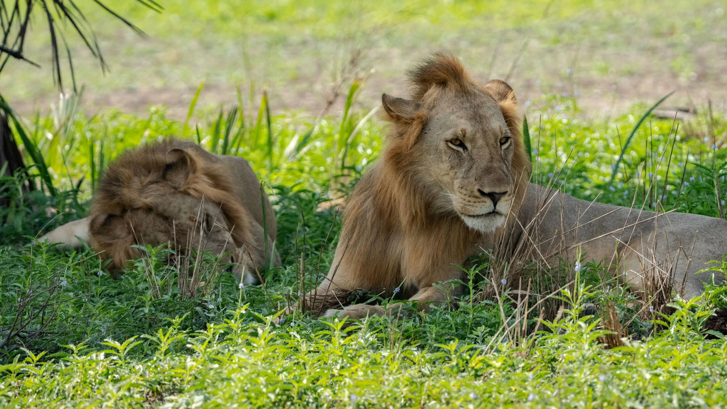 Lejon som vilar i grönt gräs i södra Tanzania