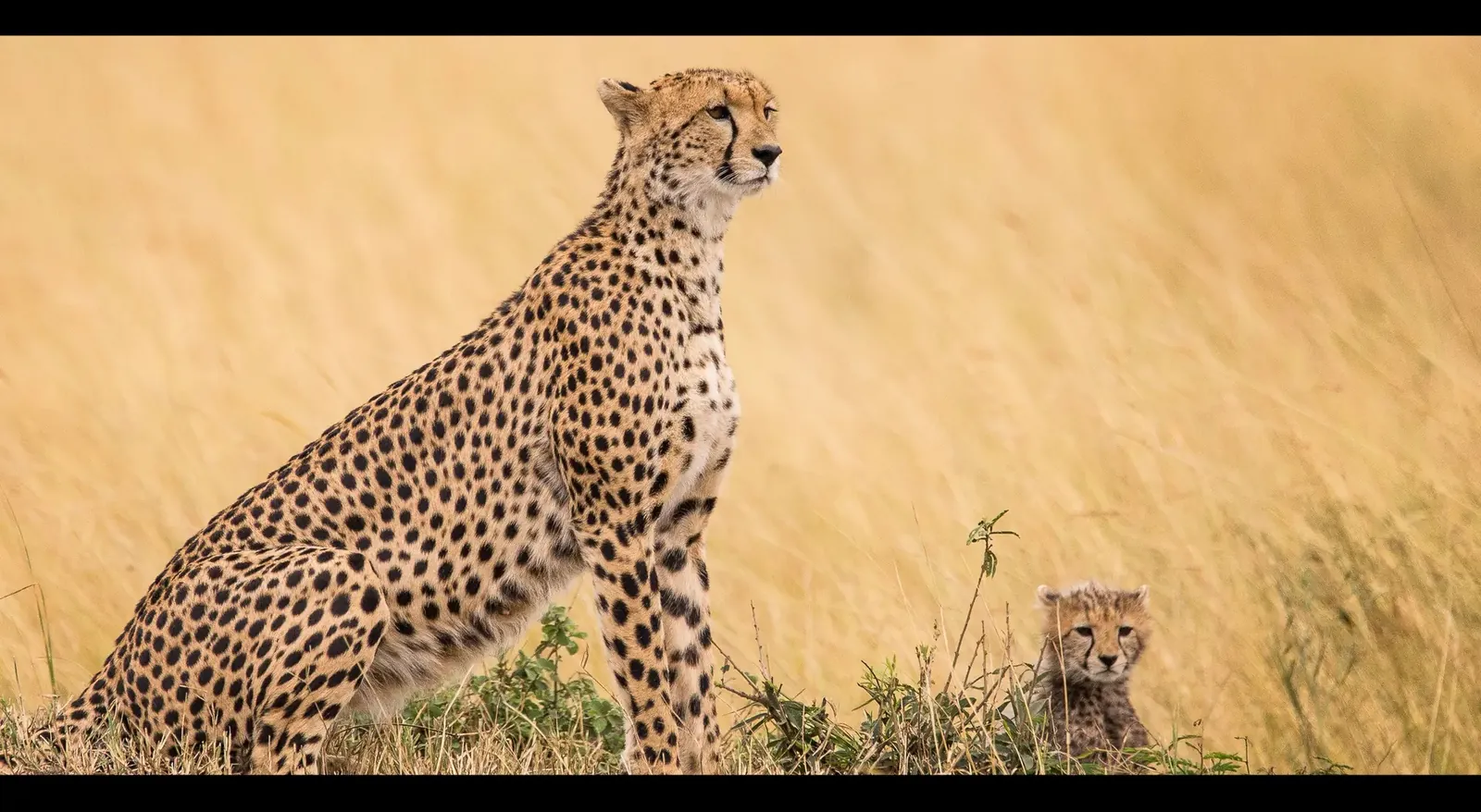 Video: 7 dagar i Kenya