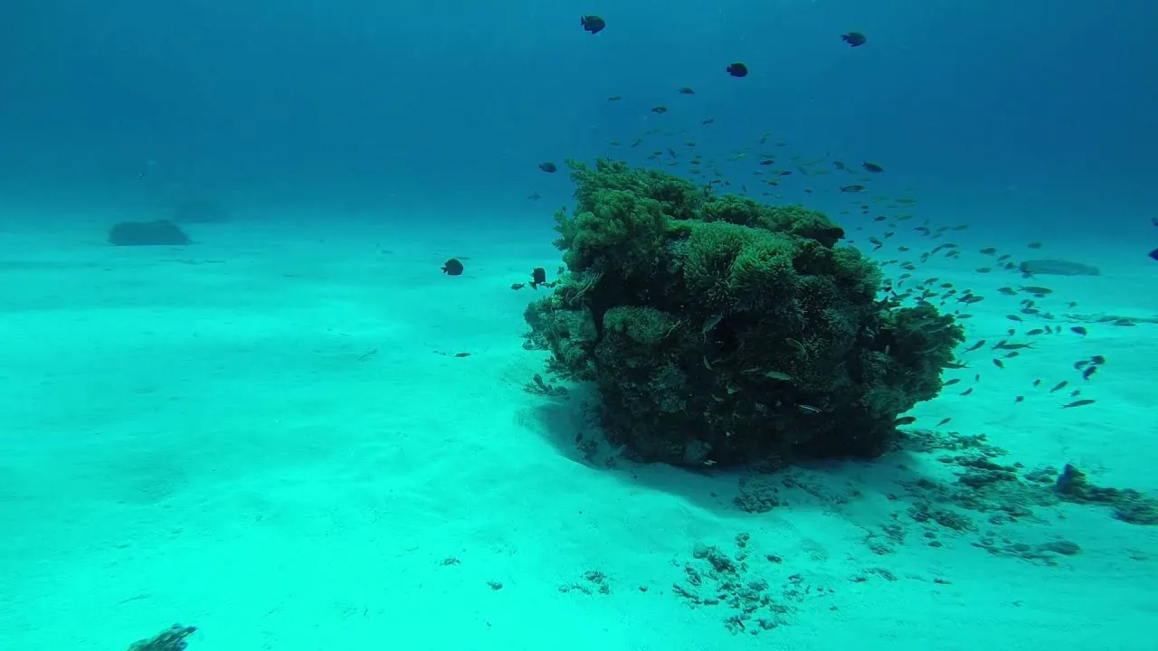 Dykning i Zanzibar och Mnemba Island