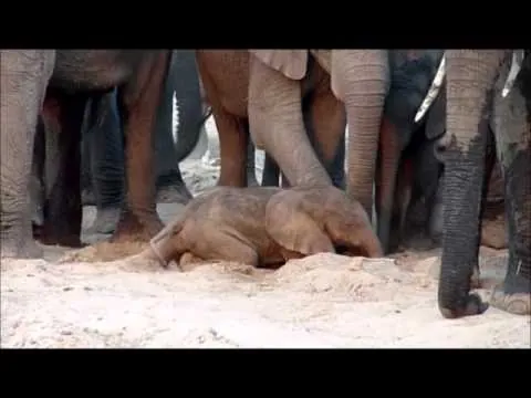 Elefantflock samlas för att bevittna födelsen av deras nya baby