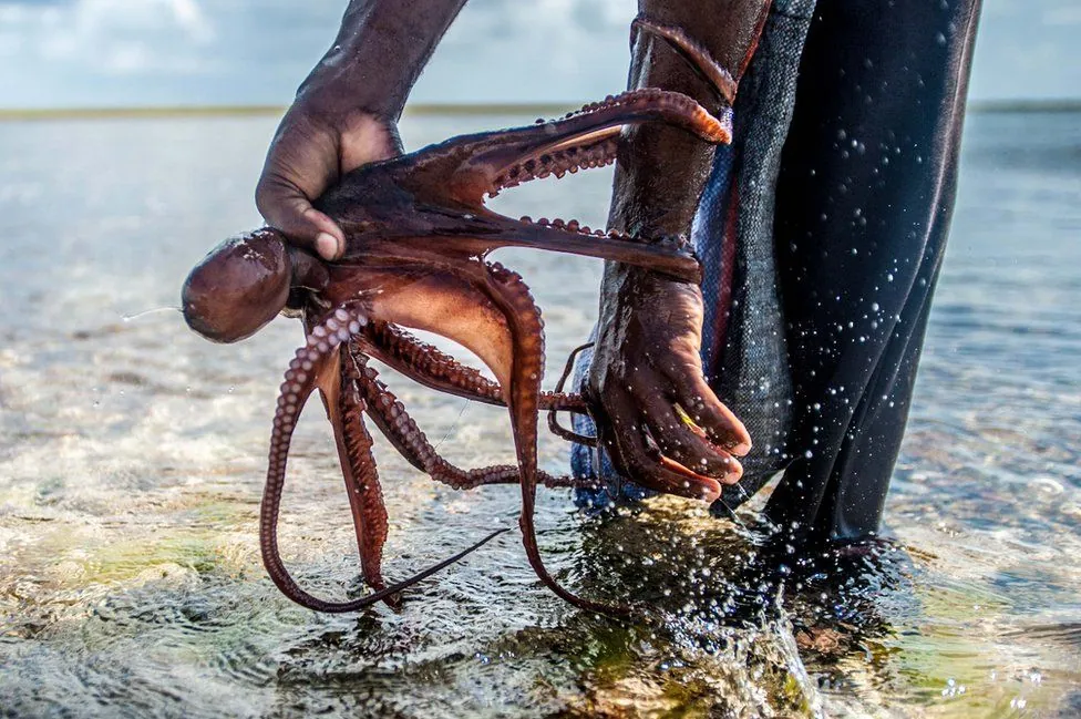 Bläckfiskjägare på Zanzibar