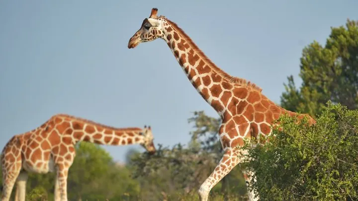 Giraffer kan stå inför ”tyst utrotning”
