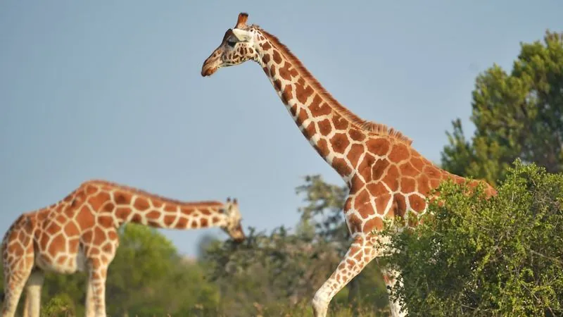 Giraffer kan stå inför ”tyst utrotning”