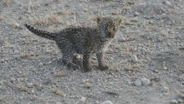 Lejonhona ammar och tar hand om en leopardunge i Tanzania