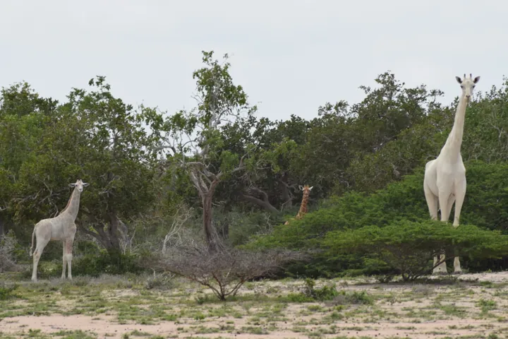 Vita giraffer i Kenya