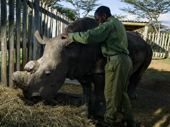 Världens sista vita noshörningshane, Sudan, är död