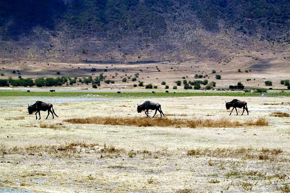 Ngorongoro naturskyddsområde