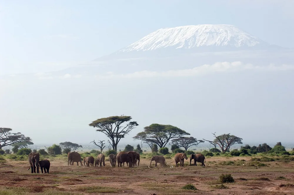 Safari i Amboseli