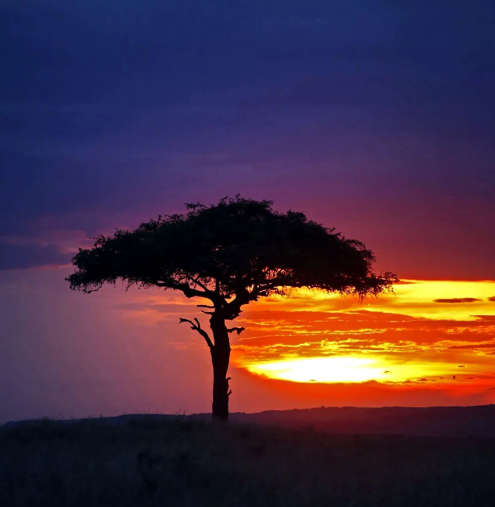 Kenya och Tanzania – Länderna som inspirerade Lejonkungen