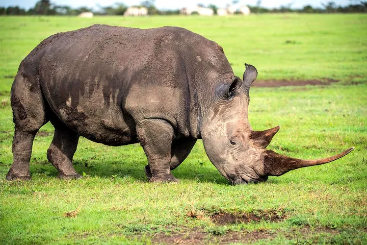 The Big Five – Storvilt
