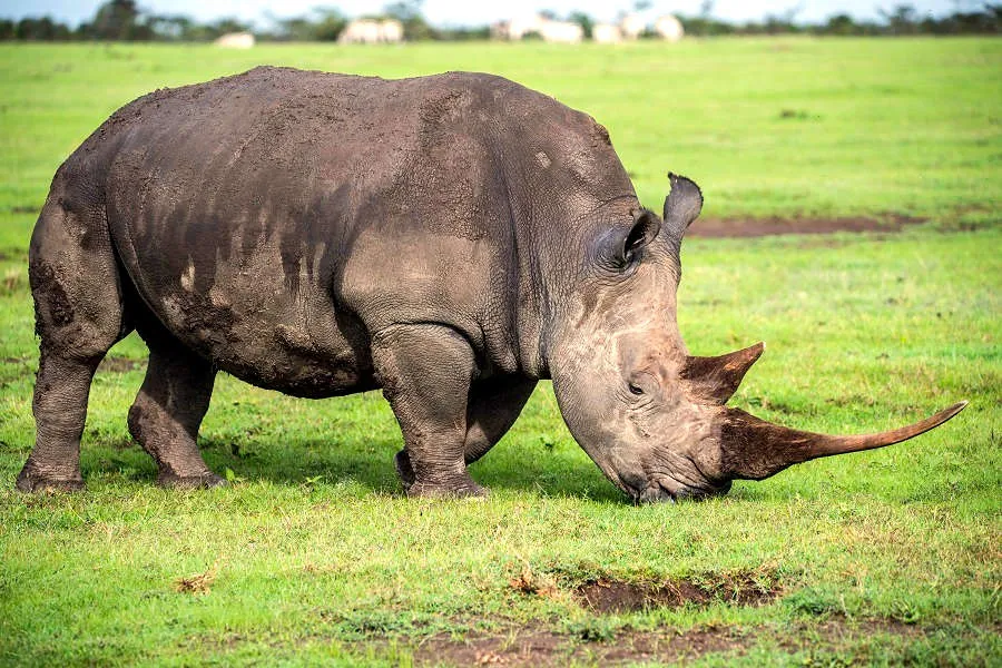 The Big Five – Storvilt