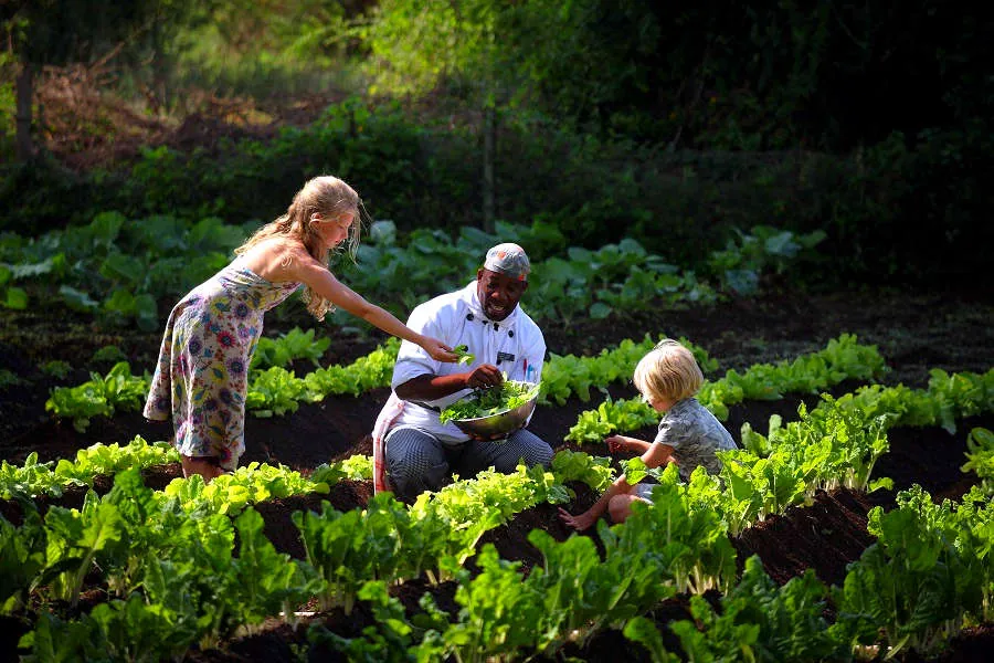 Matnyttig info för dig som är vegetarian eller vegan och ska på safari