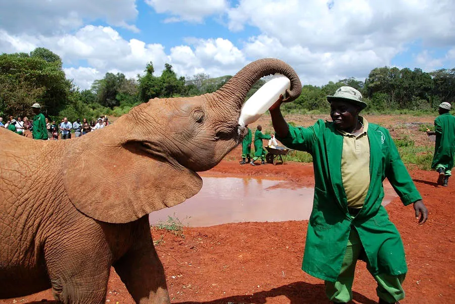 David Sheldrick Wildlife Trust och hemmet för föräldralösa djur