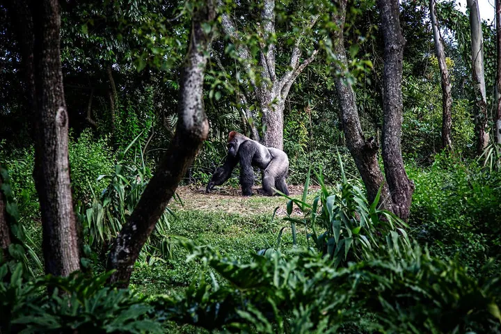8 respektingivande fakta om gorillor