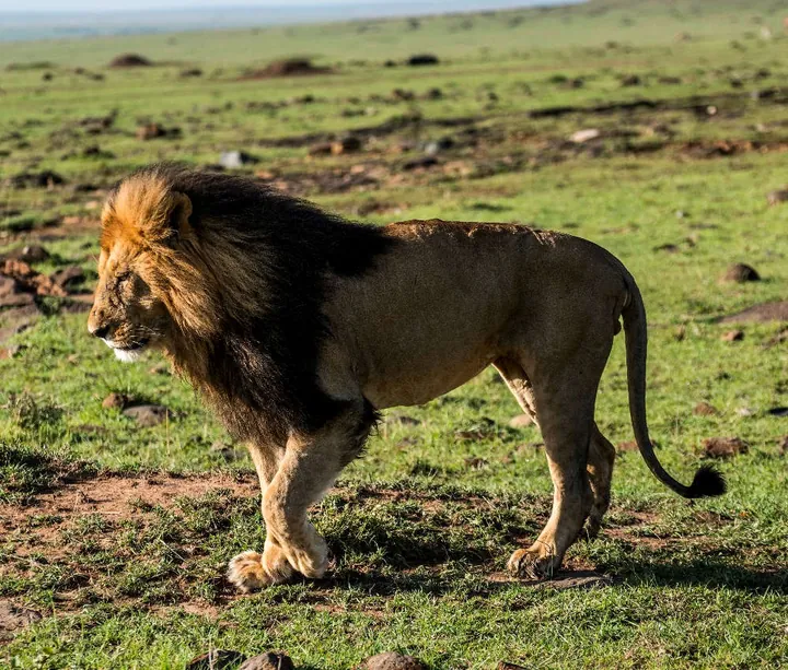 Safari i Lejonkungens fotspår