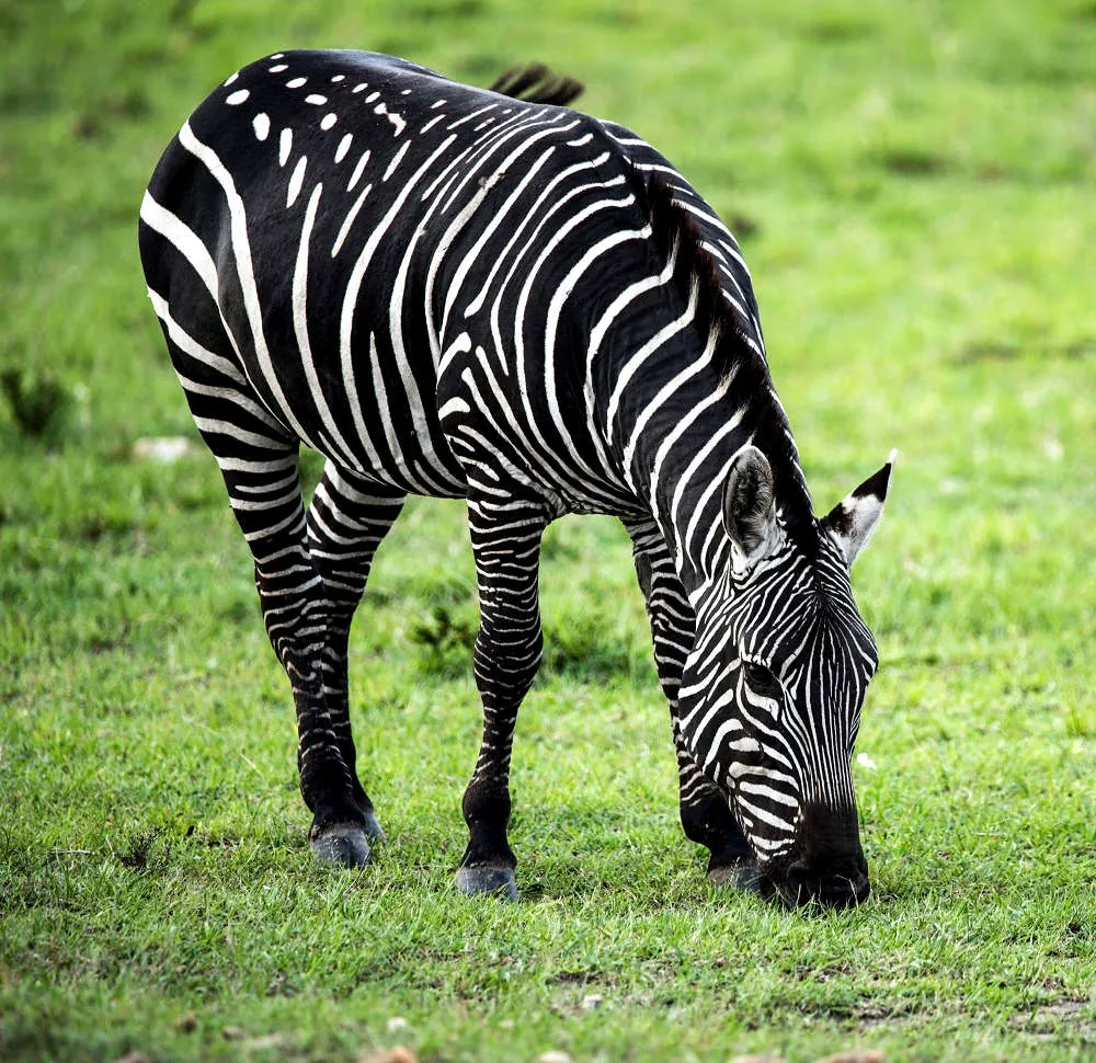 10 klargörande zebra-fakta