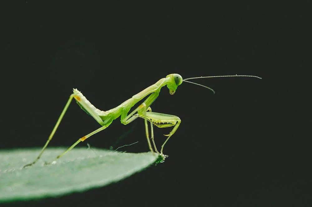 Afrikas spektakulära insekter