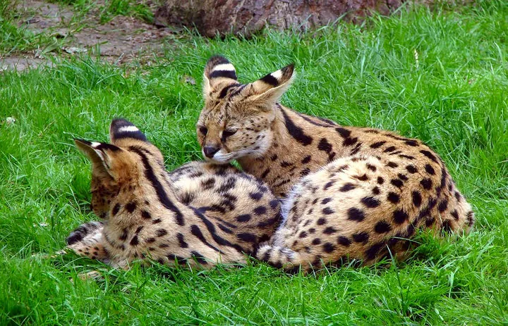 Serval – Afrikas vilda katt