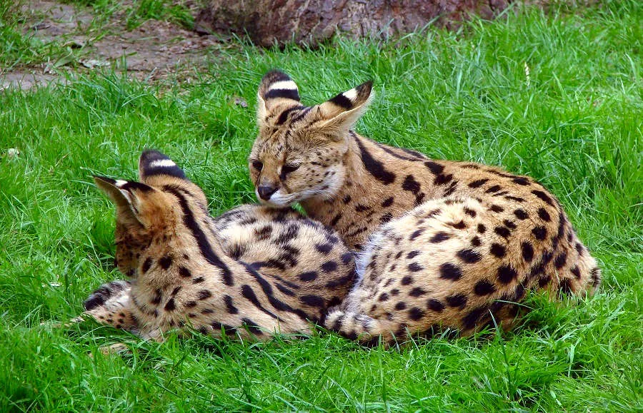 Serval – Afrikas vilda katt
