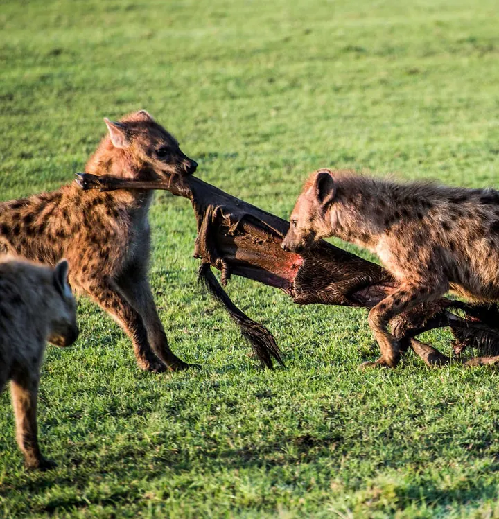 8 robusta hyena-fakta