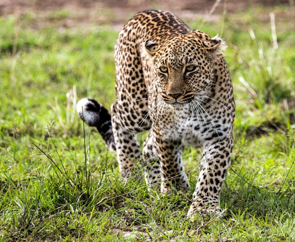 8 eleganta fakta om leoparder