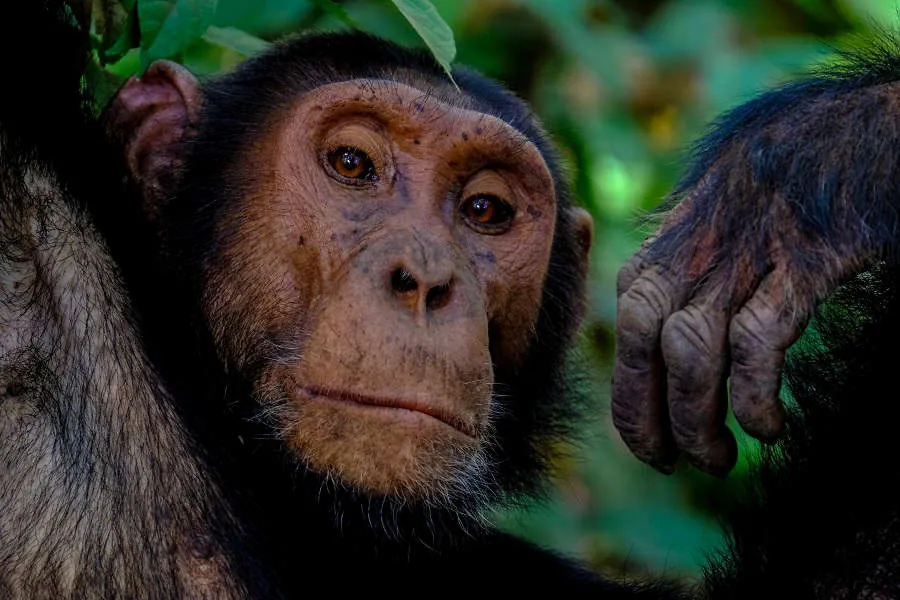 Jane Goodall och Tanzanias schimpanser