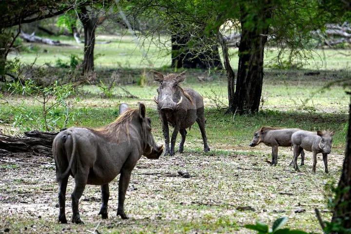 Safari i Selous viltreservat