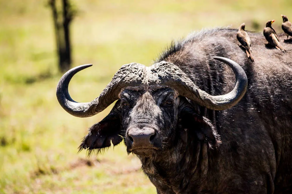 10 vilda fakta om den afrikanska buffeln