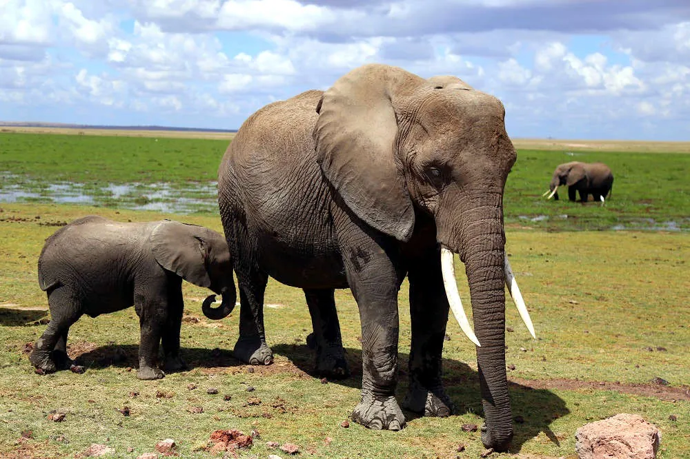 10 resliga elefant-fakta