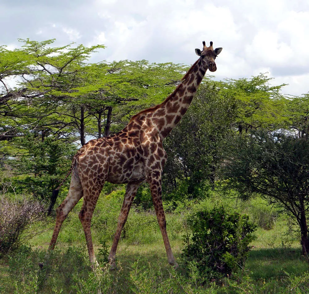 10 storväxta giraff-fakta